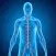 Nervous System Medical Terms