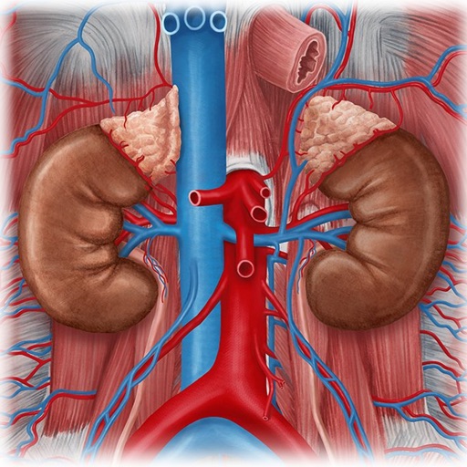 Urinary System Medical Terms Urinary System Medical Terms