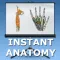 Anatomy Lectures Limbs