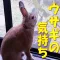 ウサギの気持ち クイズ