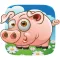 Teacup Pig