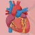 Learn Cardiovascular System