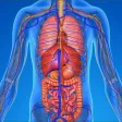 Innere Anatomie Testfragen