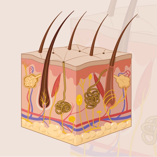 Learn Integumentary System Learn Integumentary System