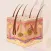 Learn Integumentary System