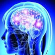 Learn Nervous System