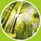 Relaxing music - calming music