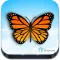 Indian Butterflies