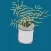 Water The Plants