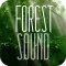 Forest Sound for Sleep and Meditation