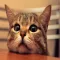 Small Kitty