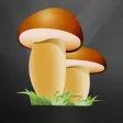 aFunghi aFunghi