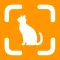 Cat Breed Identifier!