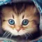 Find a Cat - Hidden Object