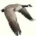 Waterfowl Call
