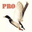 Duck Hunting Pro