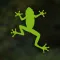 The Living Rainforest Explorer