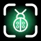 Insect identifier: AI Bug ID