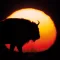 Bison bonasus