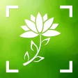 Flower & Plant Identification