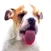 Slurp stickers for pet lovers
