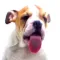 Slurp stickers for pet lovers