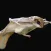 Flying squirrel sounds