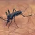 Mosquito Sounds
