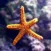 Baby Discover Aquatic