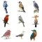 Bird Quiz - Name the Bird!