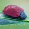 Экогид - Насекомые-вредители