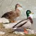 Bird Decoys - European Birds