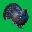 Decoy on forest bird Decoy on forest bird