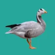 Progressive Goose Decoy Progressive Goose Decoy
