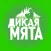 Дикая Мята