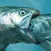 Fashion Fish
