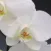 Sarah Michaels Floral Design