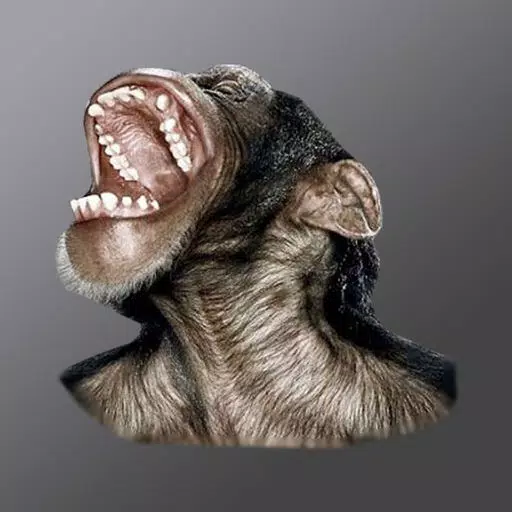 Monkey Head Monkey Head