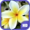 Flowers HD Wallpapers