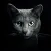 Find A Cat for iPad