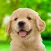 My Dog