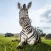 Zebra Wallpaper