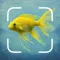 Aquatic Identifier: Fish ID