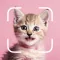 Cat Breed Identifier: Kitty ID