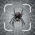 Arachnid Identifier: Spider ID