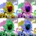 Art Serigraphy - Photo Editor