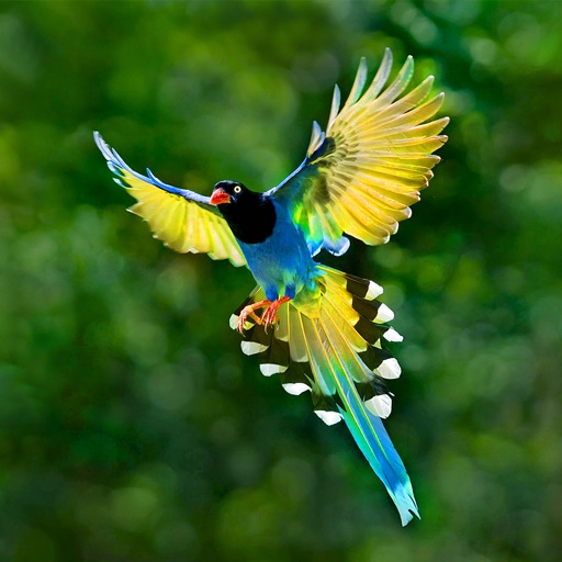Bird Guide - Offline bird identification app Bird Guide - Offline bird identification app