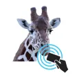 Ncard Tanzania
