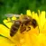 Apiarist 2019