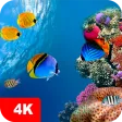 Underwater Wallpapers 4K Underwater Wallpapers 4K